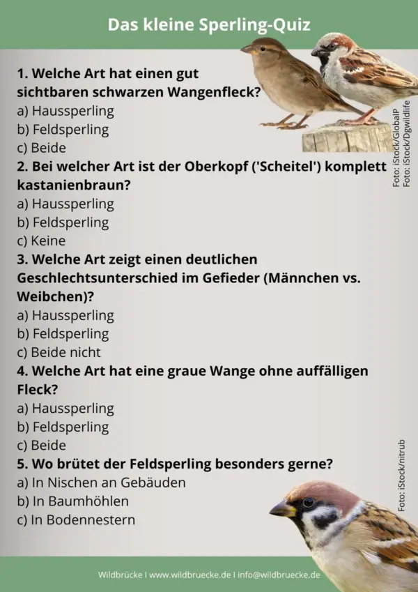 Das kleine Sperling-Quiz Haussperling und Feldsperling - Vögel in Europa