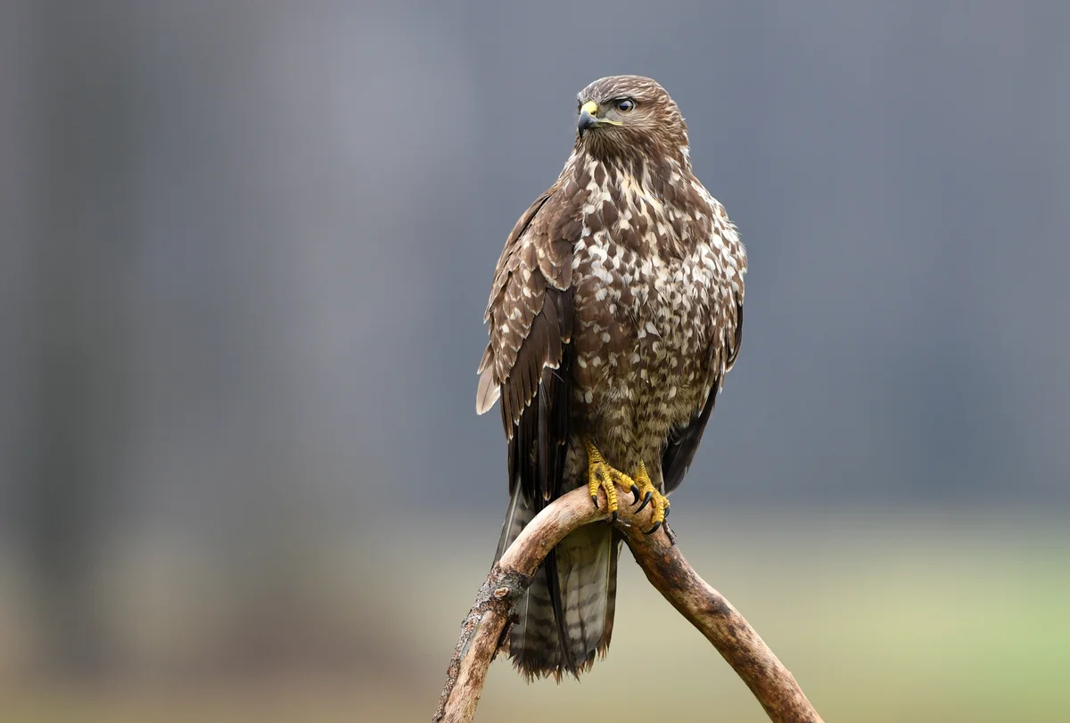 Die Turmfalke Größe - Vögel in Europa