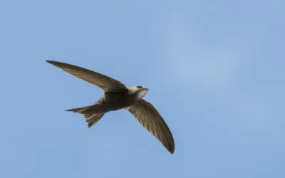Mauersegler Ruf