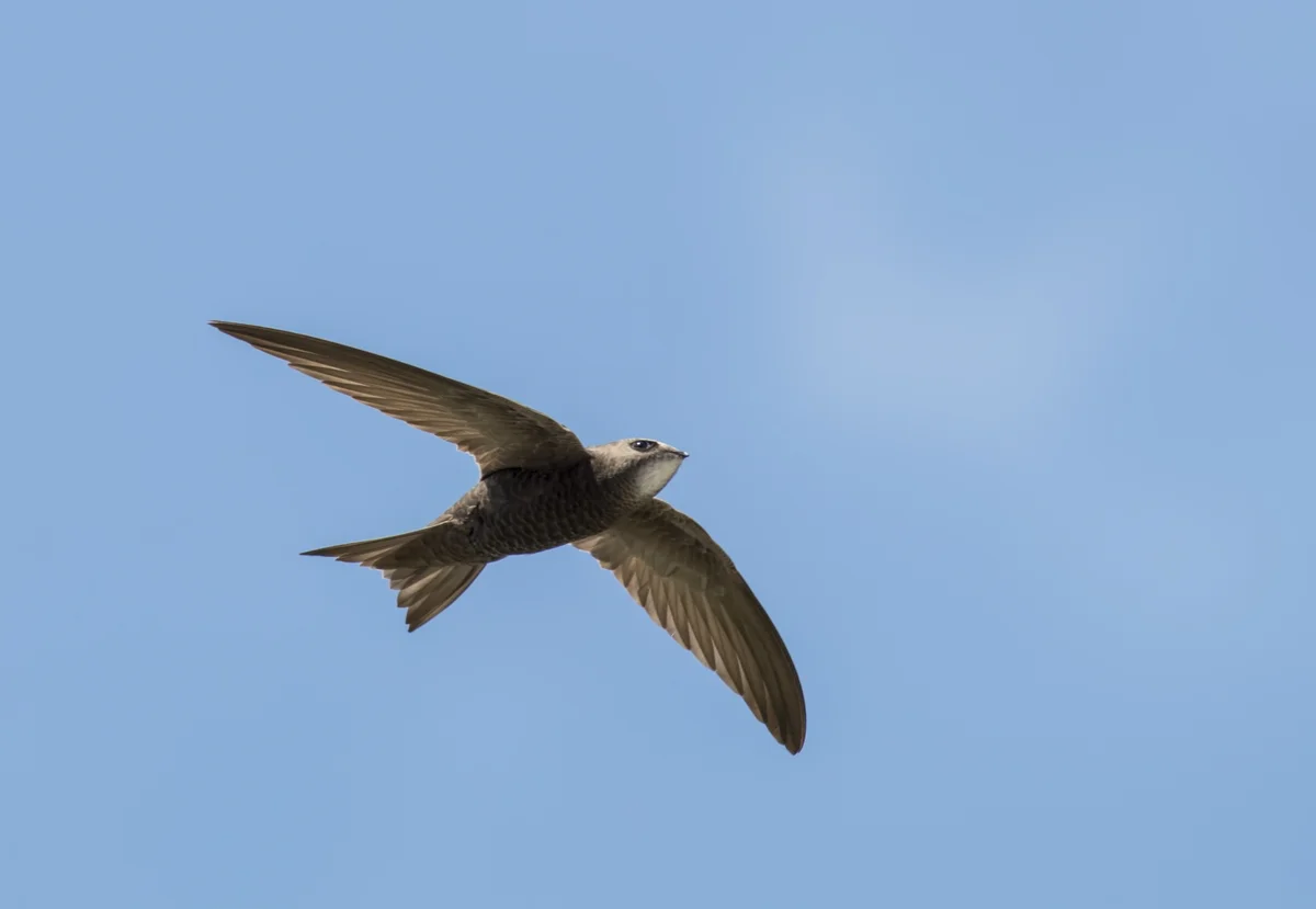 Der Mauersegler Ruf - Vögel in Europa