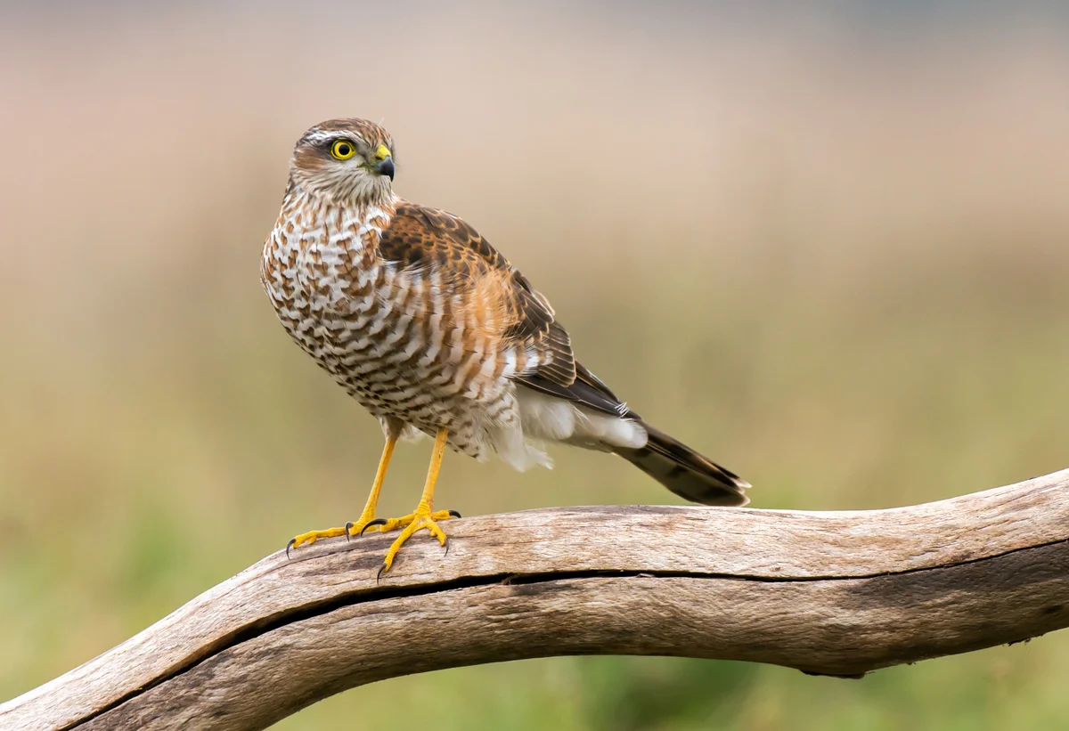 Der Sperber Ruf - Vögel in Europa