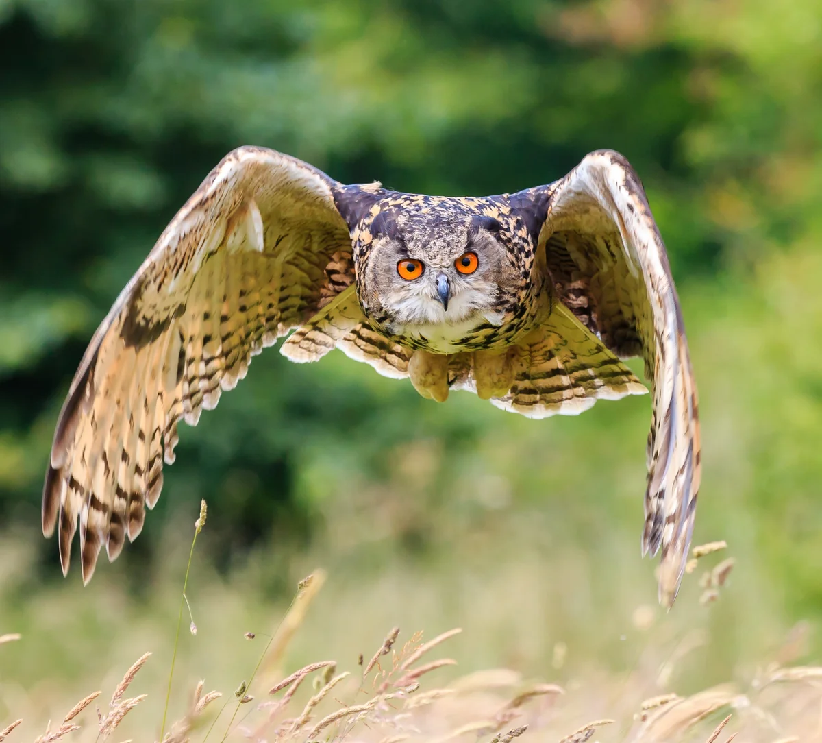 Der Unterschied zwischen Uhu und Eule - Vögel in Europa