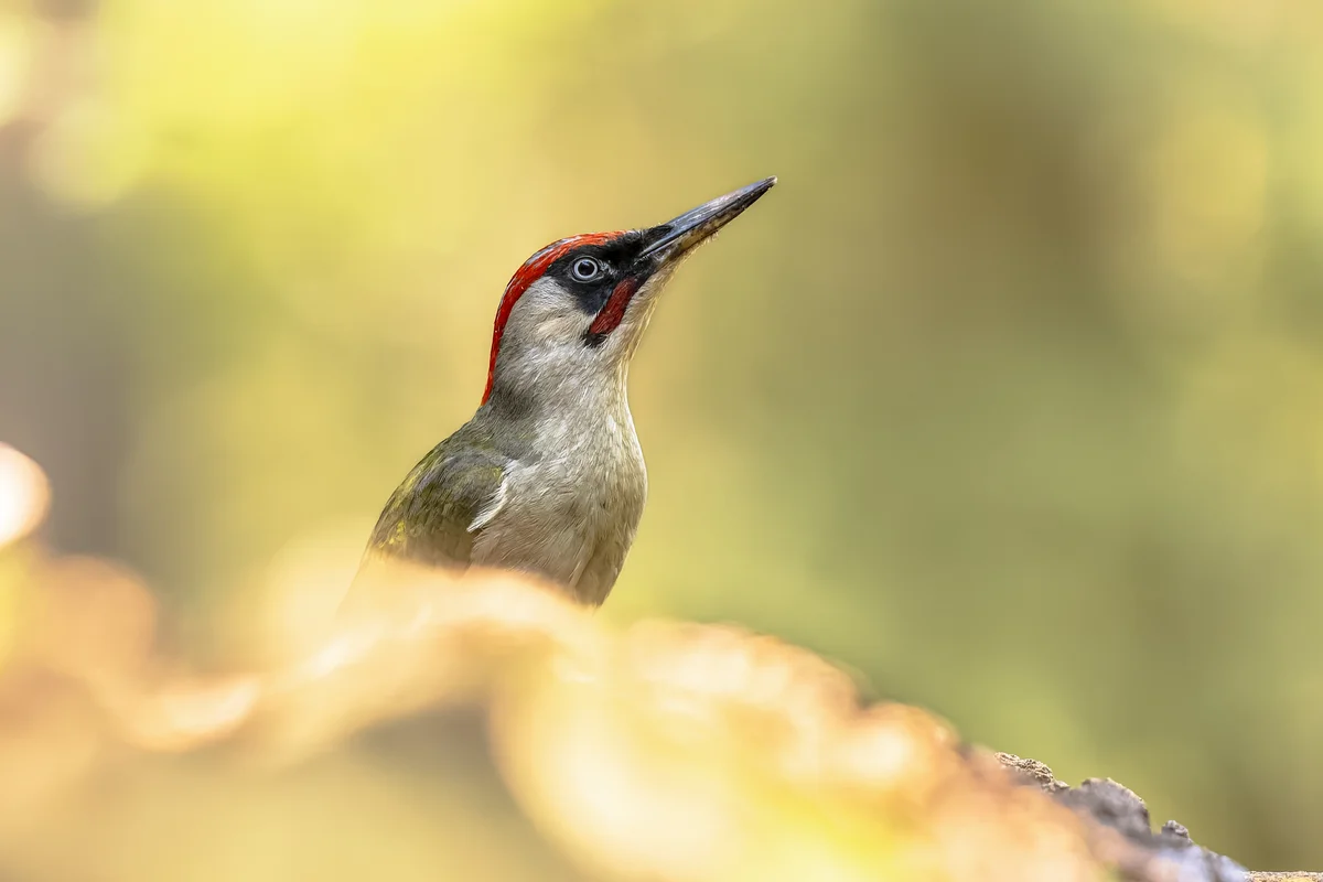 Die Grünspecht Nahrung - Vögel in Europa