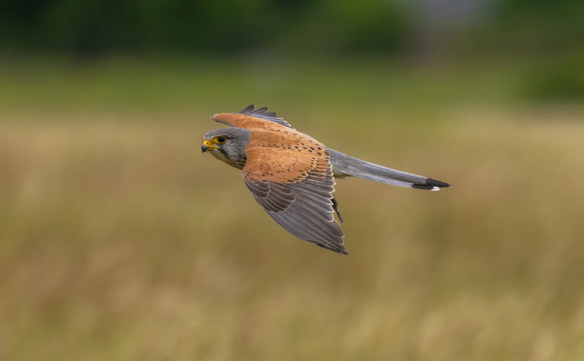 Die Turmfalken Vogelstimme - Vögel in Europa