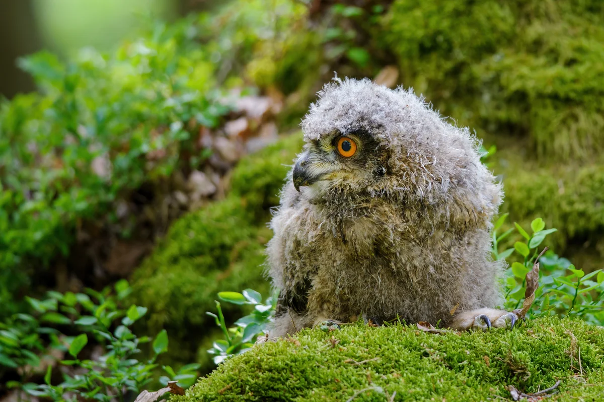 Die Uhu Babys - Vögel in Europa