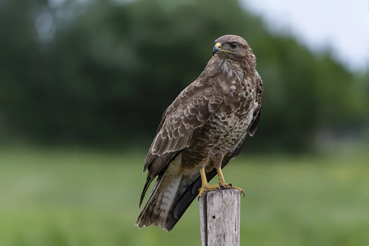 Die beeindruckende Mäusebussard Größe - Vögel in Europa