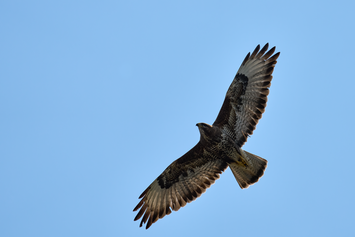 Die beeindruckende Mäusebussard Spannweite - Vögel in Europa