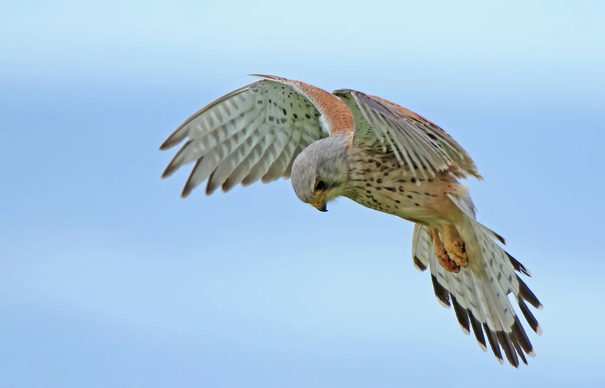 Ein Turmfalke Geschwindigkeit im Rüttelflug - Vögel in Europa