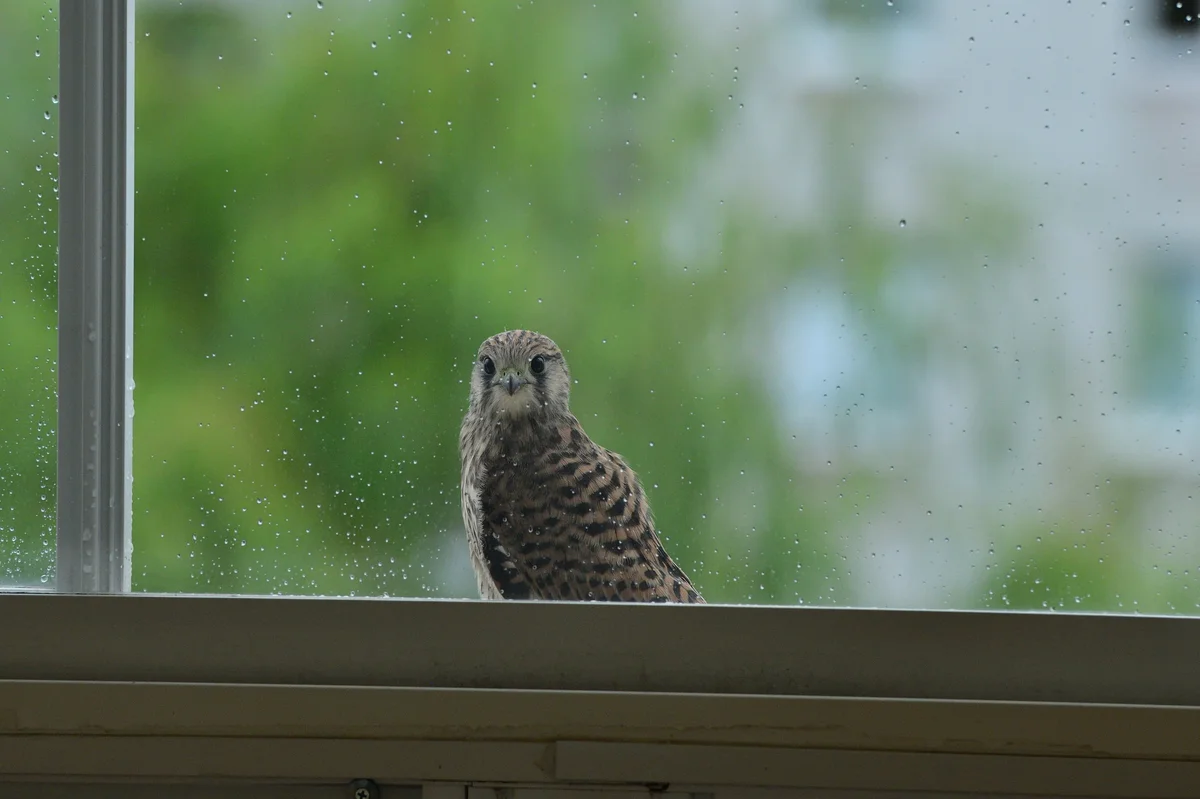 Ein Turmfalke am Wohnhaus - Vögel in Europa