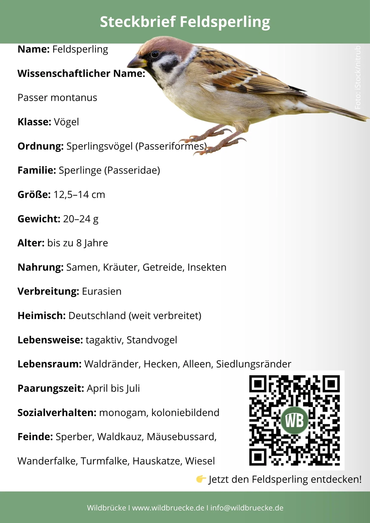 Feldsperling Flugbild - Vögel in Europa