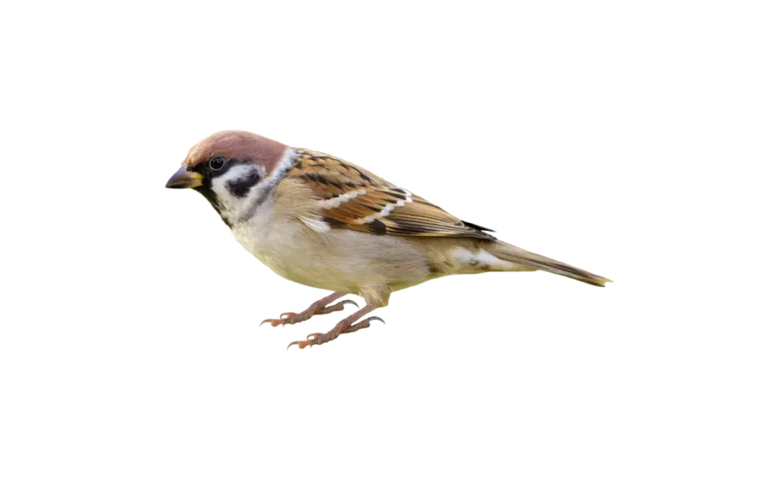 Feldsperling