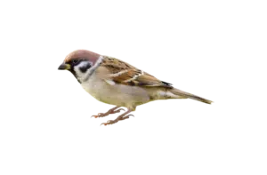 Feldsperling - Vögel in Europa