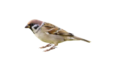 Feldsperling