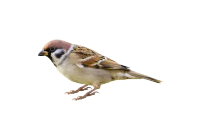 Feldsperling