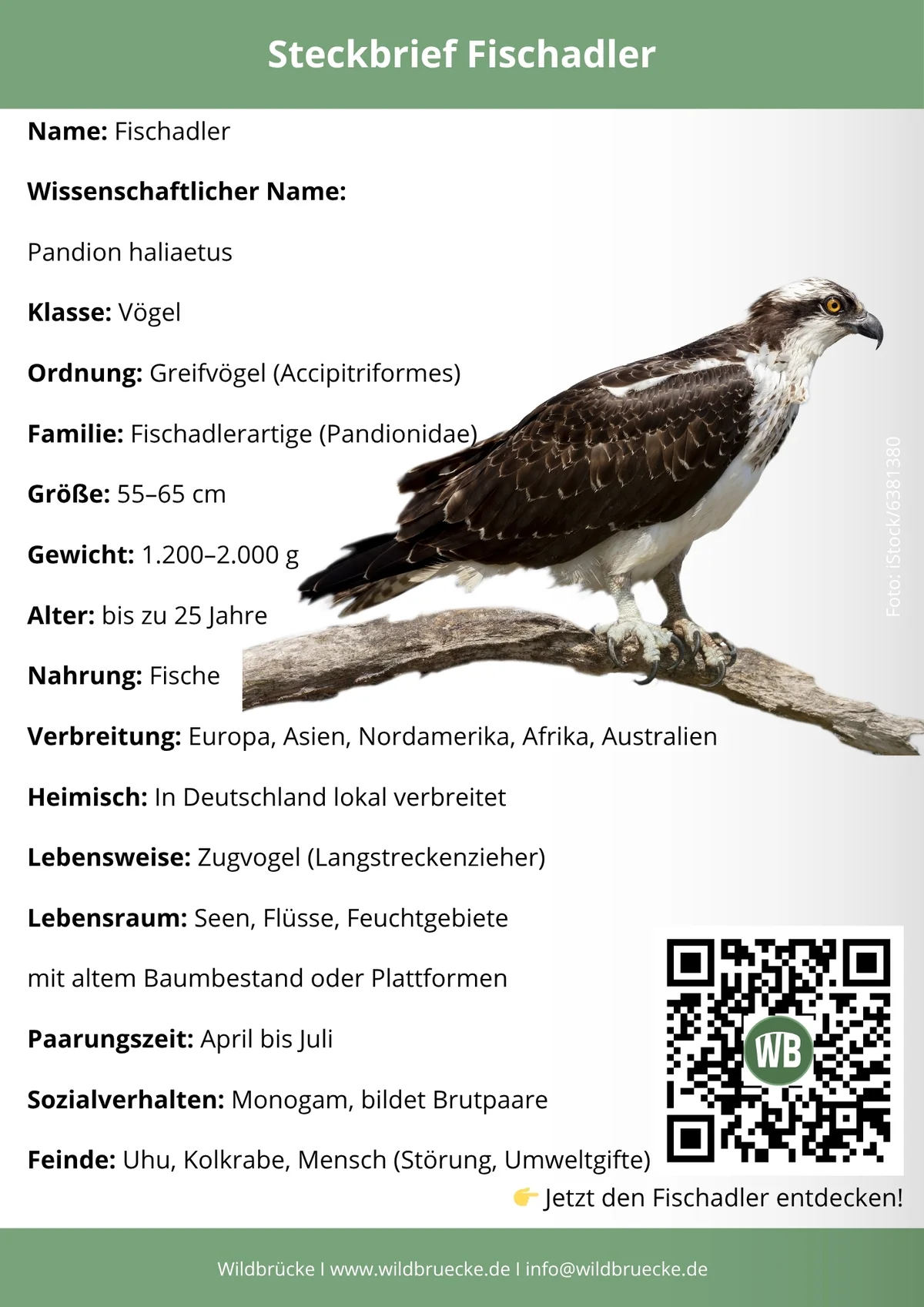 Fischadler Steckbrief - Vögel in Europa