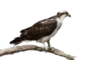 Fischadler - Vögel in Europa