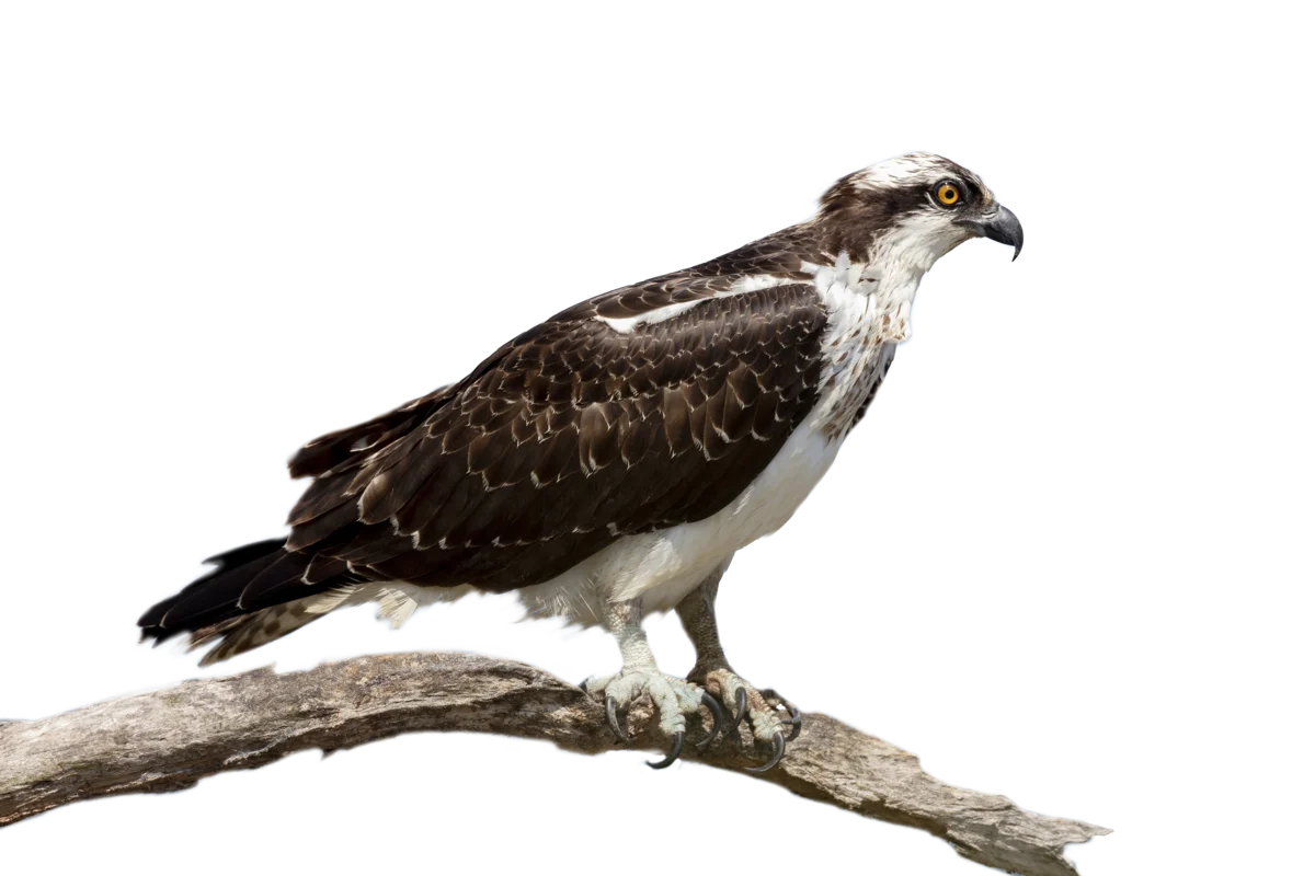 Fischadler - Vögel in Europa