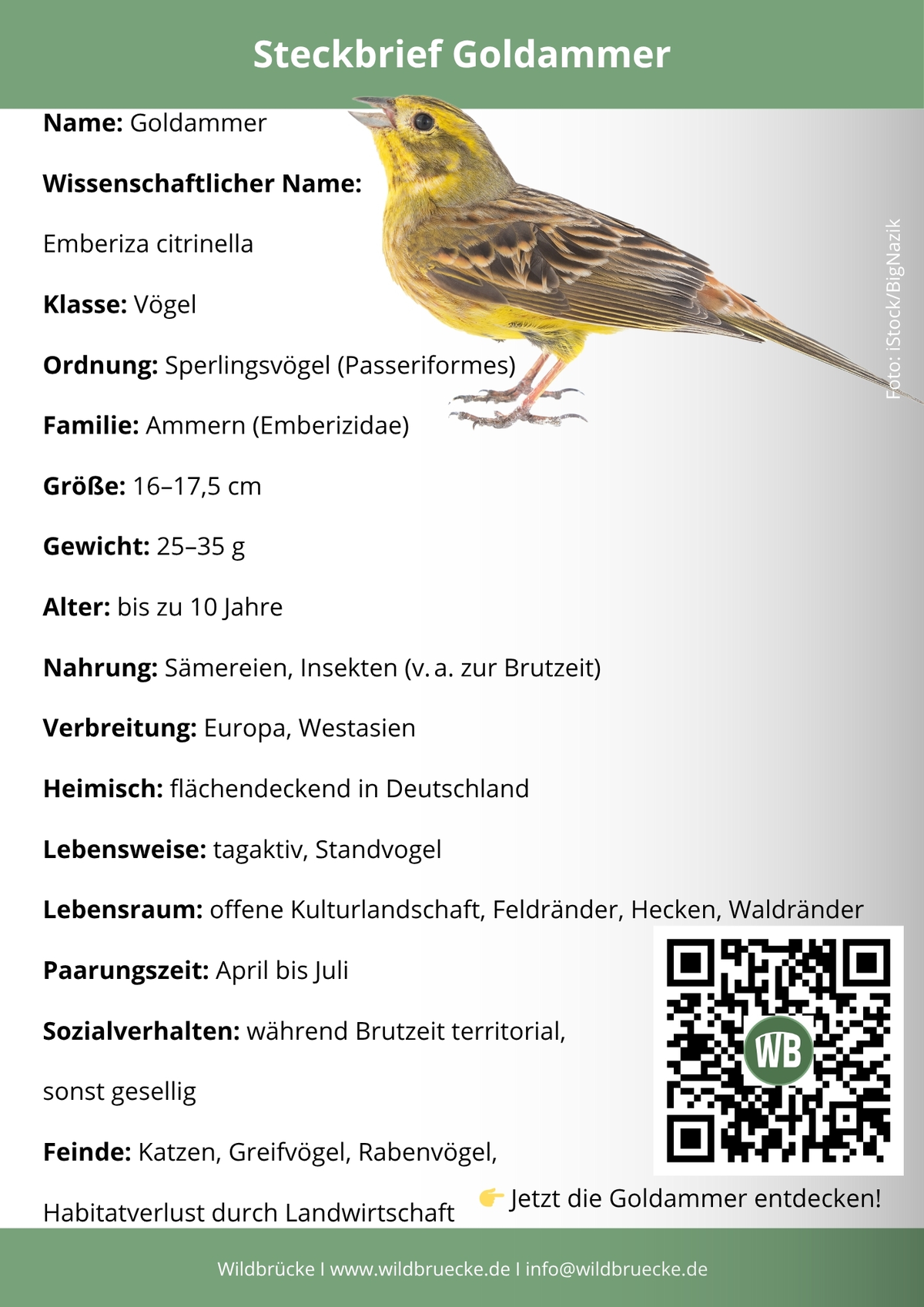 Goldammer Steckbrief- Vögel in Europa