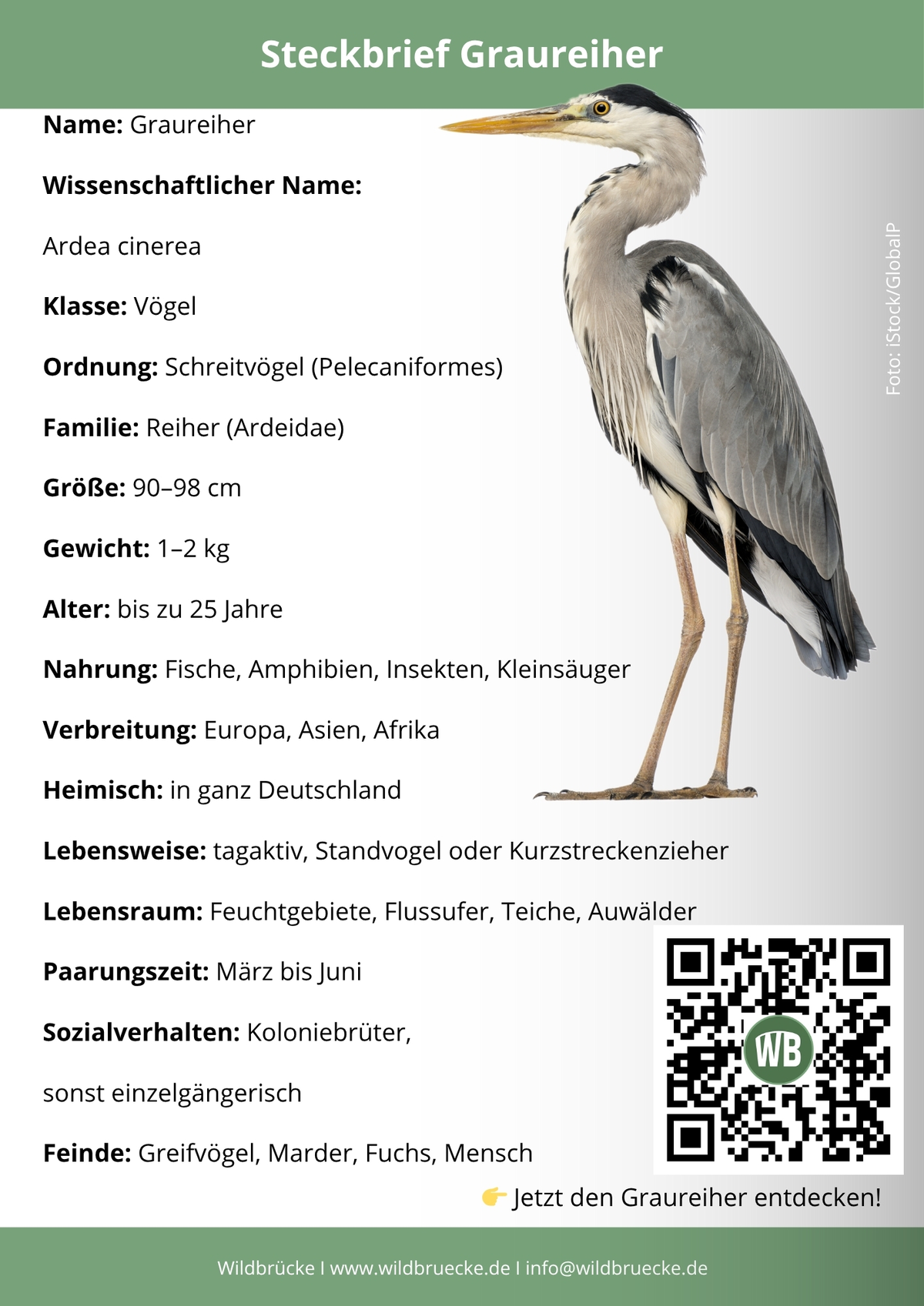 Graureiher Steckbrief- Vögel in Europa