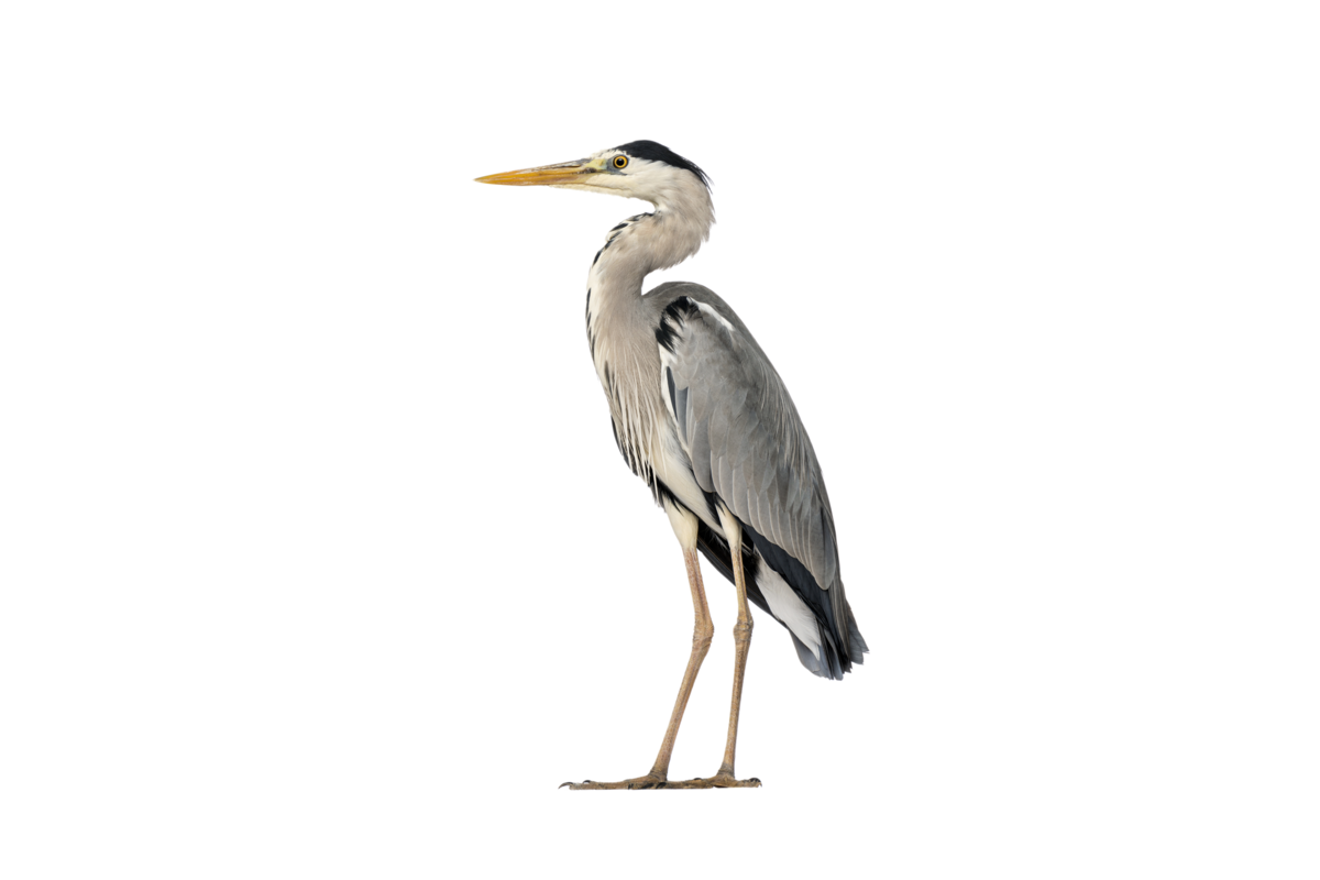 Graureiher- Vögel in Europa Graureiher- Vögel in Europa