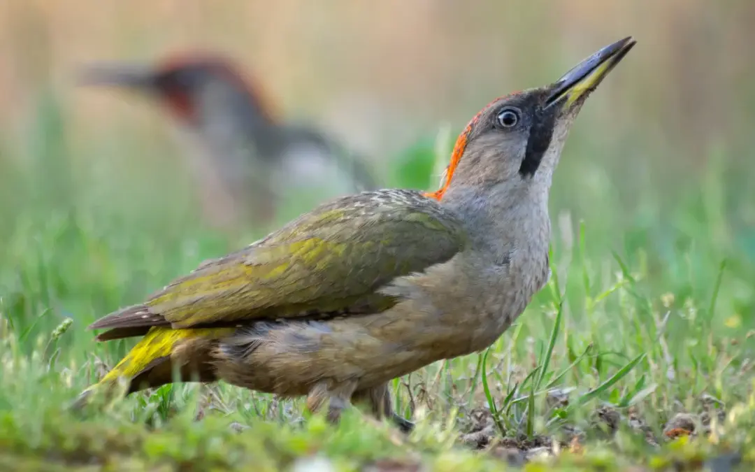 Grünspecht Gesang: So klingt der lachende Ruf aus dem Garten