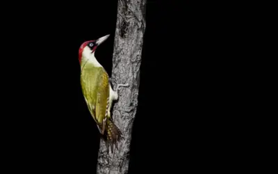 Grünspecht Größe: So groß ist der bunte Bodenjäger wirklich