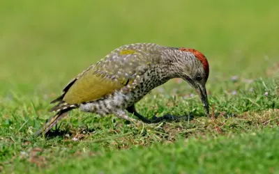 Grünspecht Nahrung: So besonders ist die Speisekarte des Bodenjägers