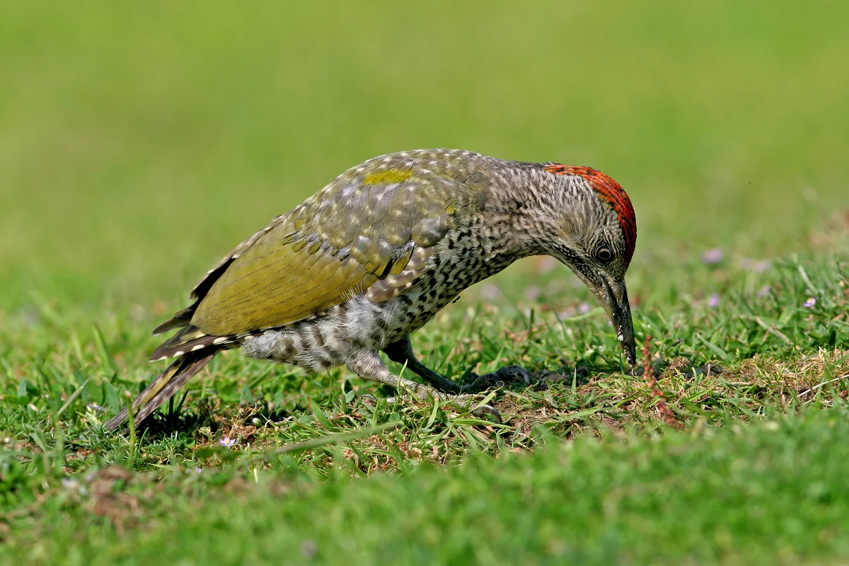 Grünspecht Nahrung - Vögel in Europa Grünspecht Nahrung - Vögel in Europa