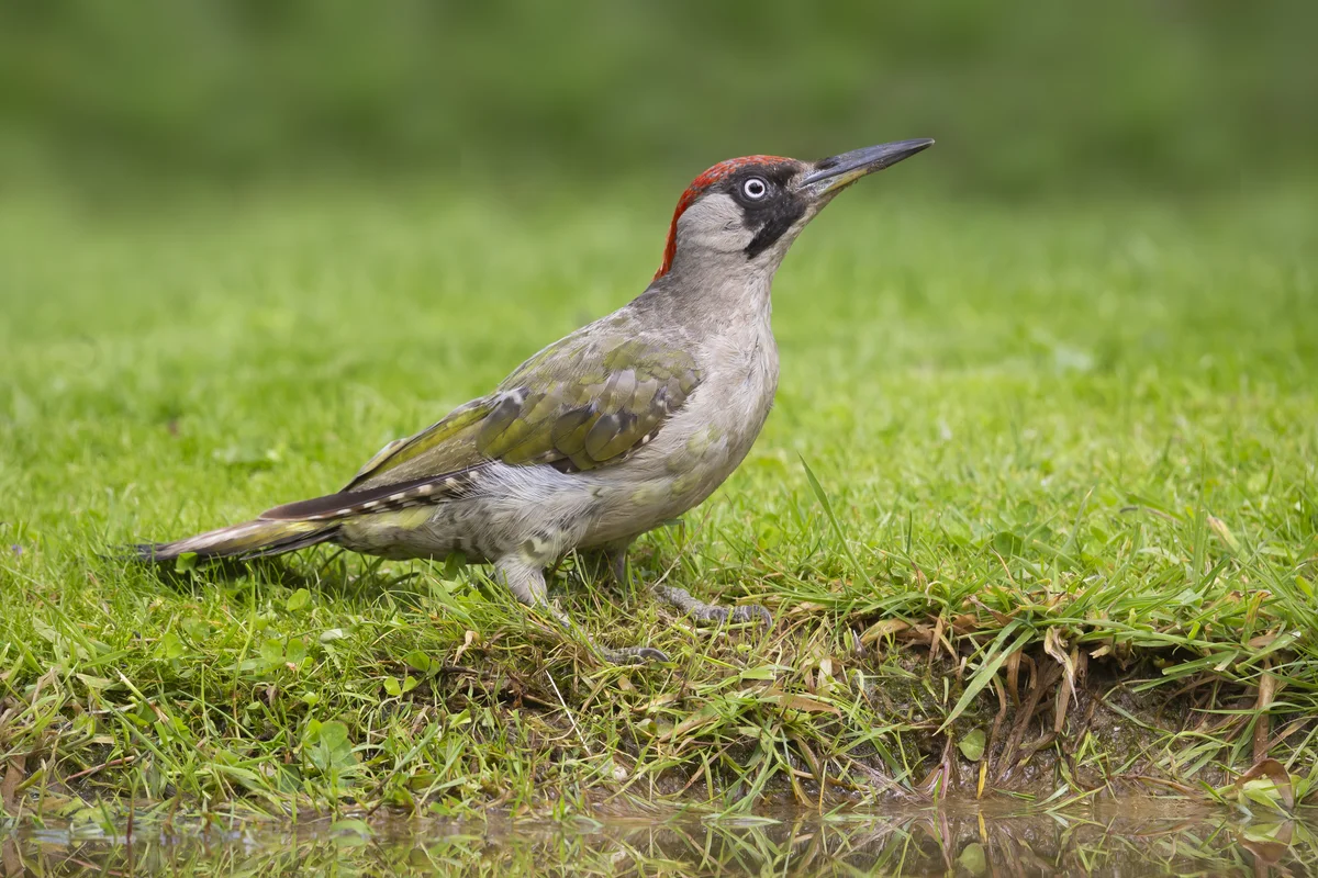 Grünspecht Weibchen - Vögel in Europa