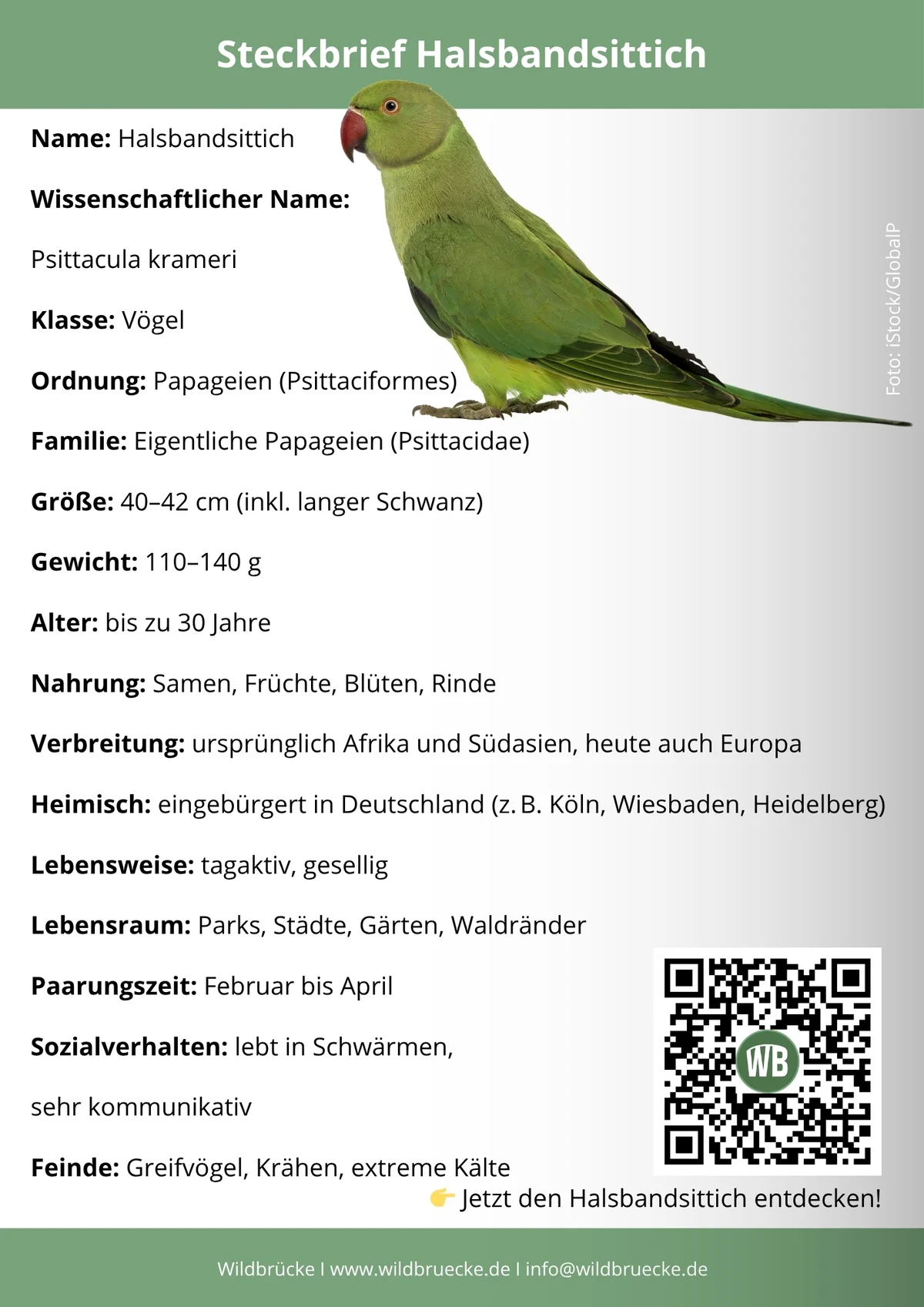 Halsbandsittich Steckbrief - Vögel in Europa