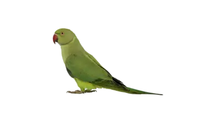 Halsbandsittich