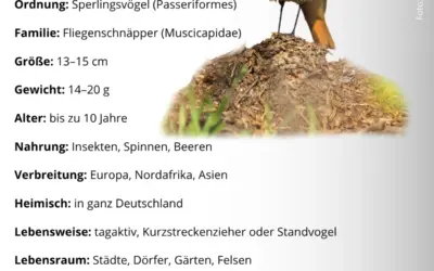 Hausrotschwanz Steckbrief