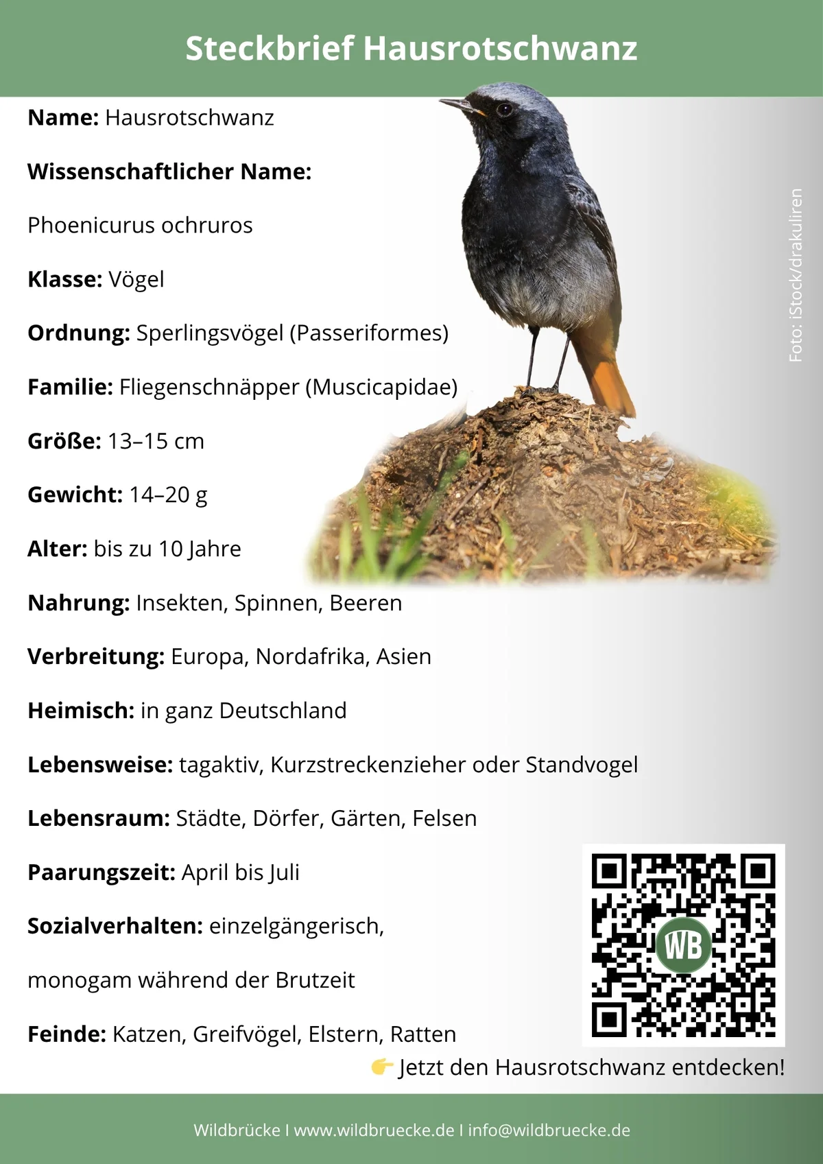 Hausrotschwanz Steckbrief- Vögel in Europa