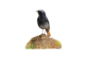 Hausrotschwanz- Vögel in Europa