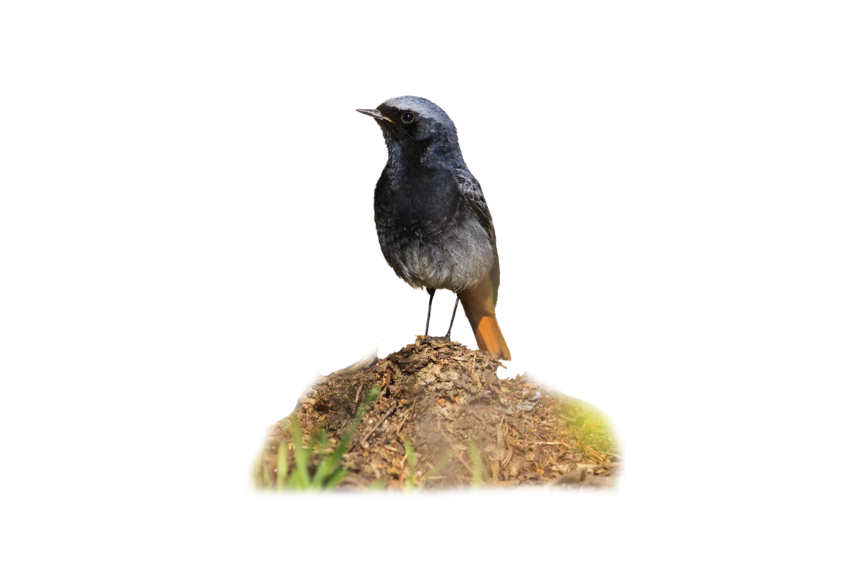 Hausrotschwanz- Vögel in Europa Hausrotschwanz- Vögel in Europa