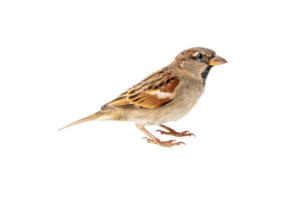 Haussperling- Vögel in Europa