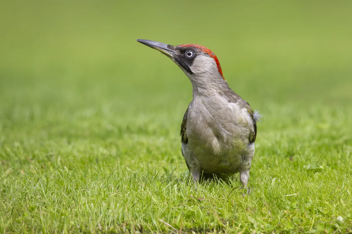 Ist der Grünspecht selten - Vögel in Europa