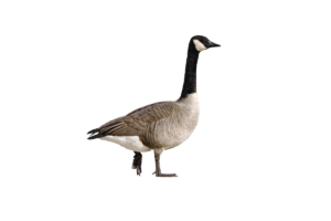 Kanadagans- Vögel in Europa