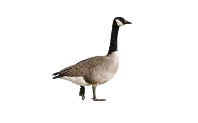 Kanadagans