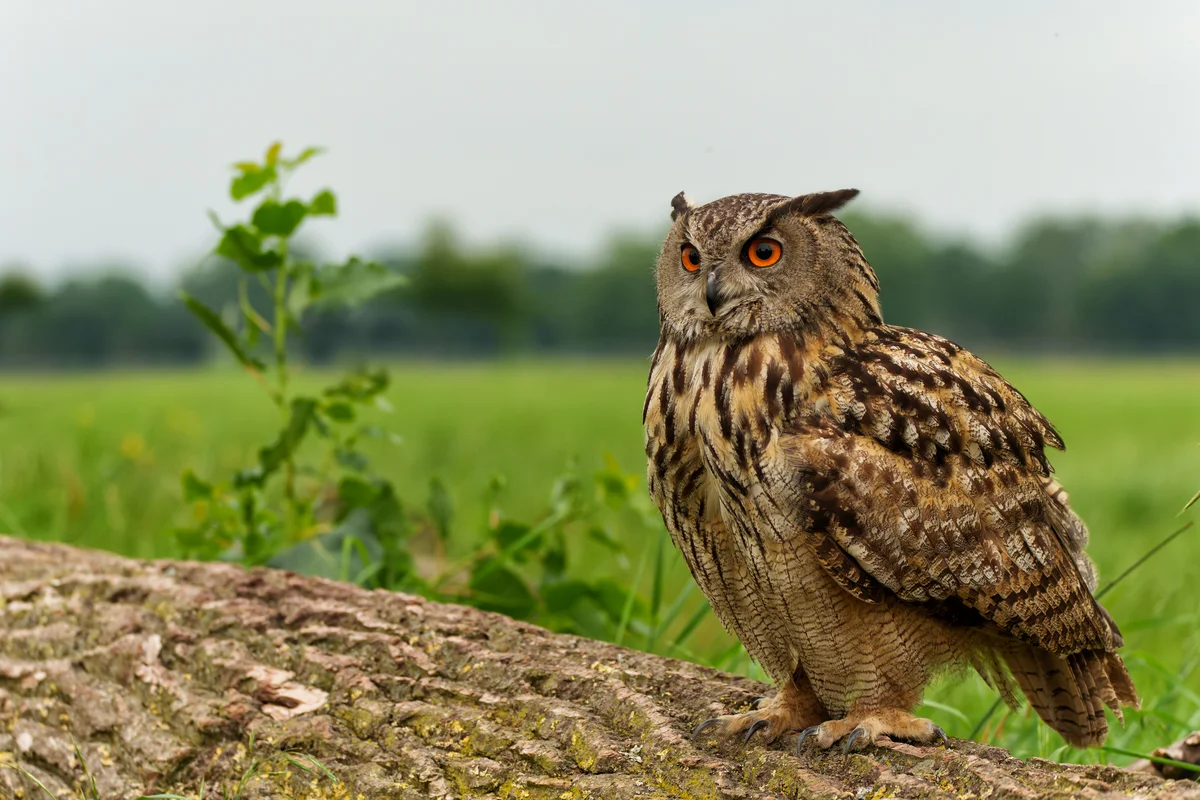 Kennst du den Unterschied zwischen Uhu und Eule - Vögel in Europa