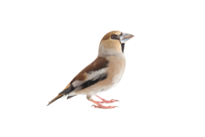 Kernbeißer- Vögel in Europa
