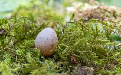 Kohlmeise Eier: So sieht der Nachwuchs dieser beliebten Gartenvögel aus