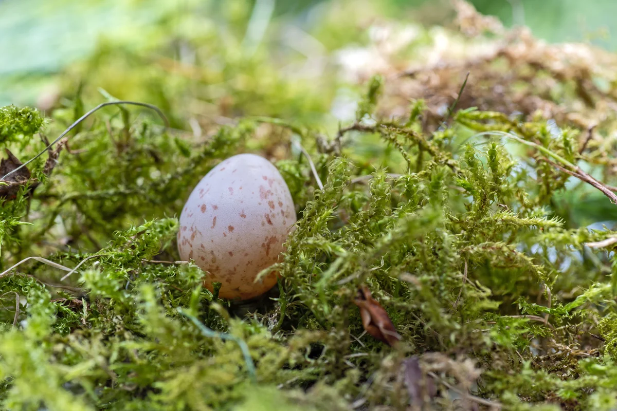 Kohlmeise Ei - Vögel in Europa Kohlmeise Ei - Vögel in Europa