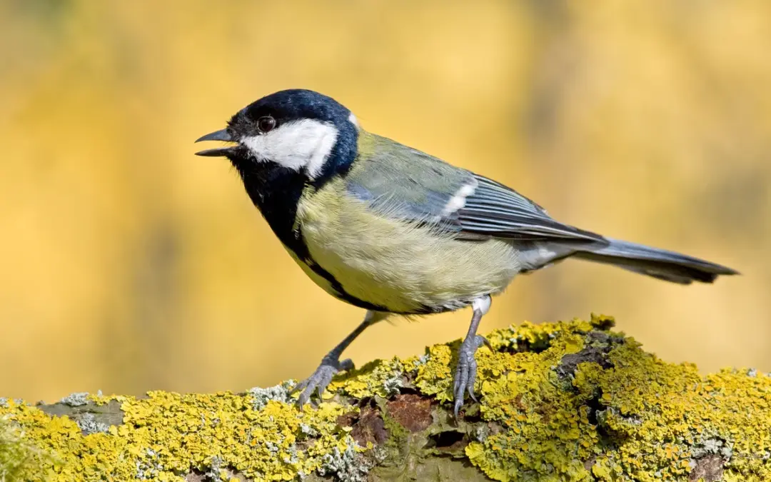 Kohlmeise Gesang: So klingt der Frühling in unseren Gärten