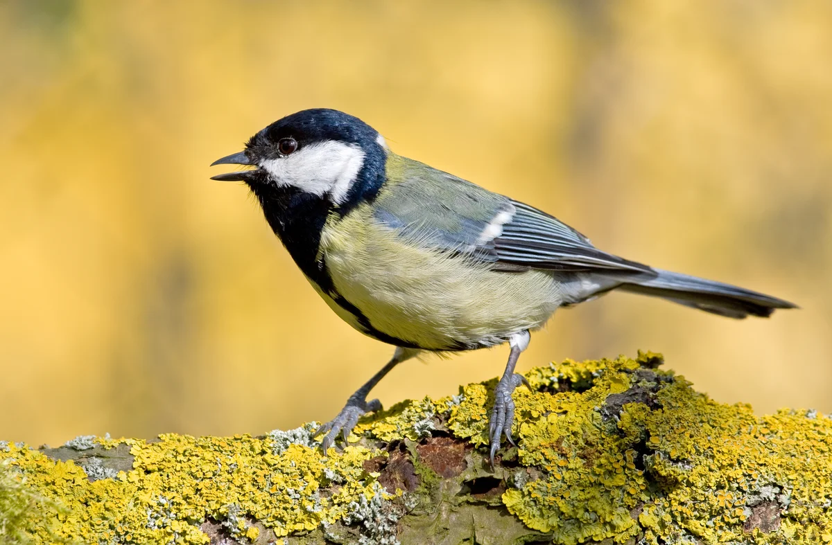 Kohlmeise Gesang - Vögel in Europa Kohlmeise Gesang - Vögel in Europa