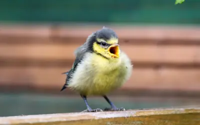 Kohlmeise Jungvogel: So entwickelt sich der Nachwuchs im Garten