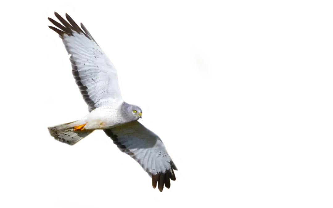Kornweihe