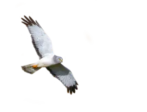 Kornweihe