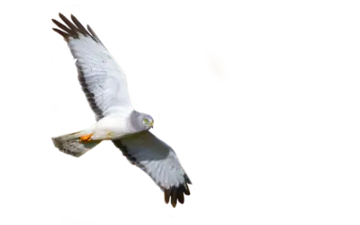 Kornweihe