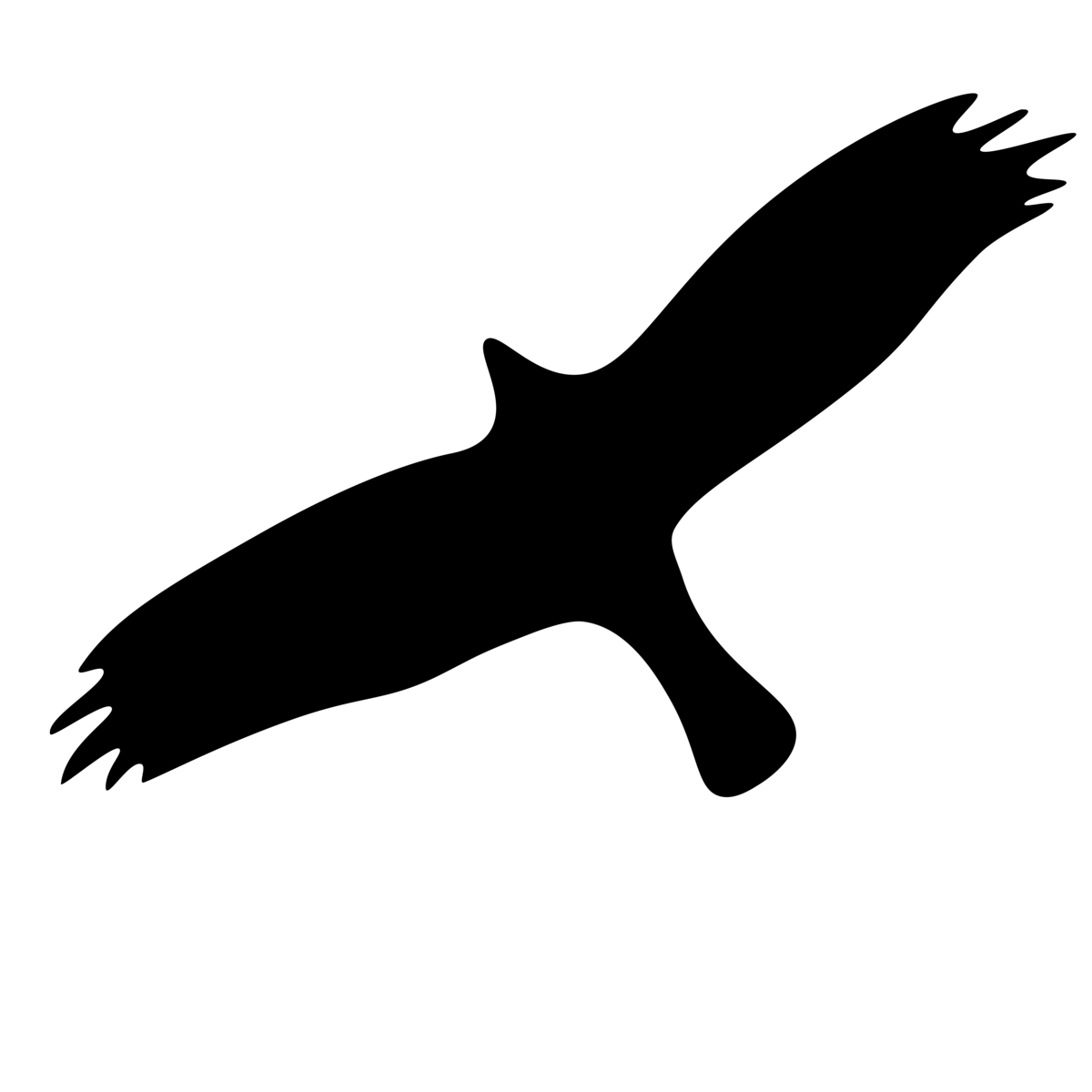 Kornweihe Flugbild